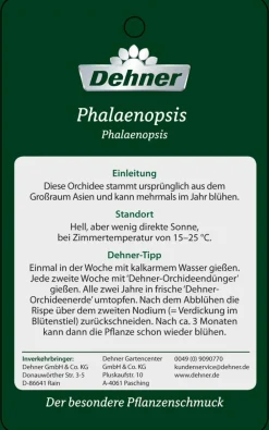 Dehner Schmetterlingsorchidee - Phalaenopsis cultivars, Bogen, verschiedene Sorten Discount