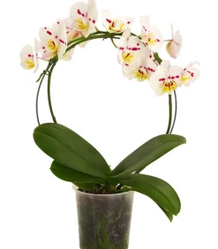 Dehner Schmetterlingsorchidee - Phalaenopsis cultivars, Bogen, verschiedene Sorten Discount