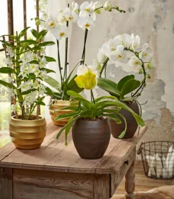 Dehner Schmetterlingsorchidee - Phalaenopsis cultivars, Bogen, verschiedene Sorten Discount