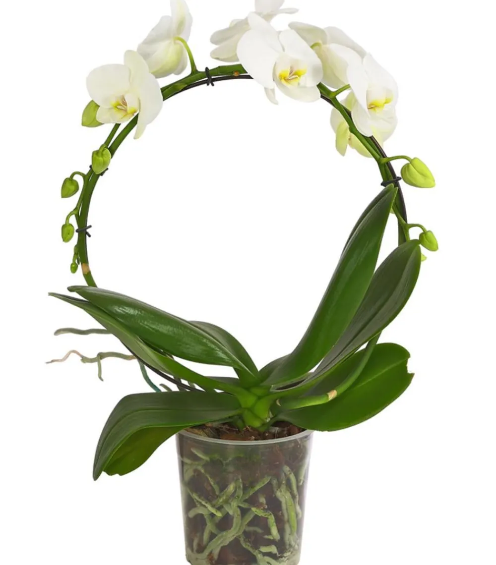 Dehner Schmetterlingsorchidee - Phalaenopsis cultivars, Bogen, verschiedene Sorten Discount