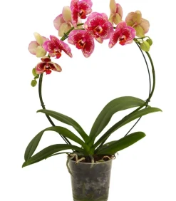 Dehner Schmetterlingsorchidee - Phalaenopsis cultivars, Bogen, verschiedene Sorten Discount