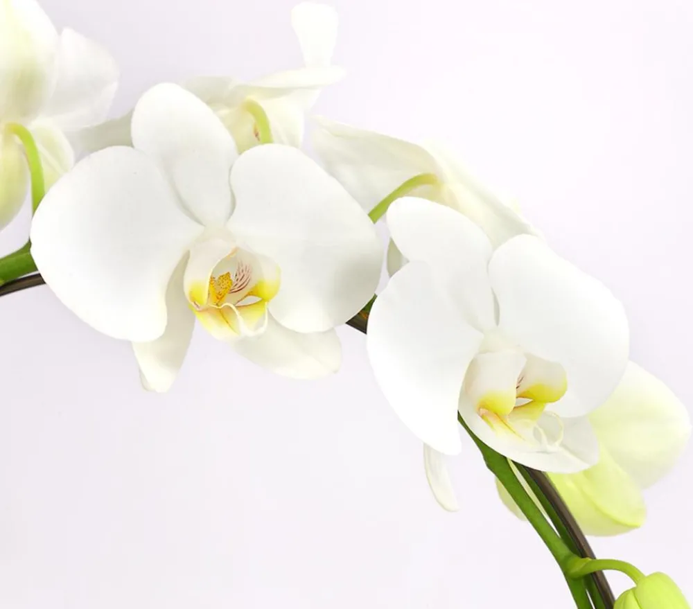 Dehner Schmetterlingsorchidee - Phalaenopsis cultivars, Bogen, verschiedene Sorten Discount