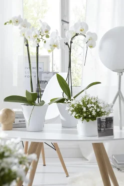 Dehner Schmetterlingsorchidee - Phalaenopsis cultivars 'Umbrella', verschiedene Sorten Sale