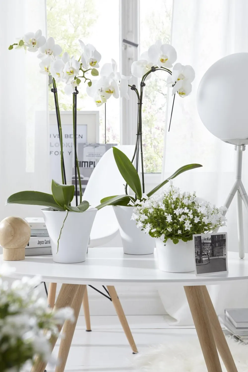 Dehner Schmetterlingsorchidee - Phalaenopsis cultivars 'Umbrella', verschiedene Sorten Sale