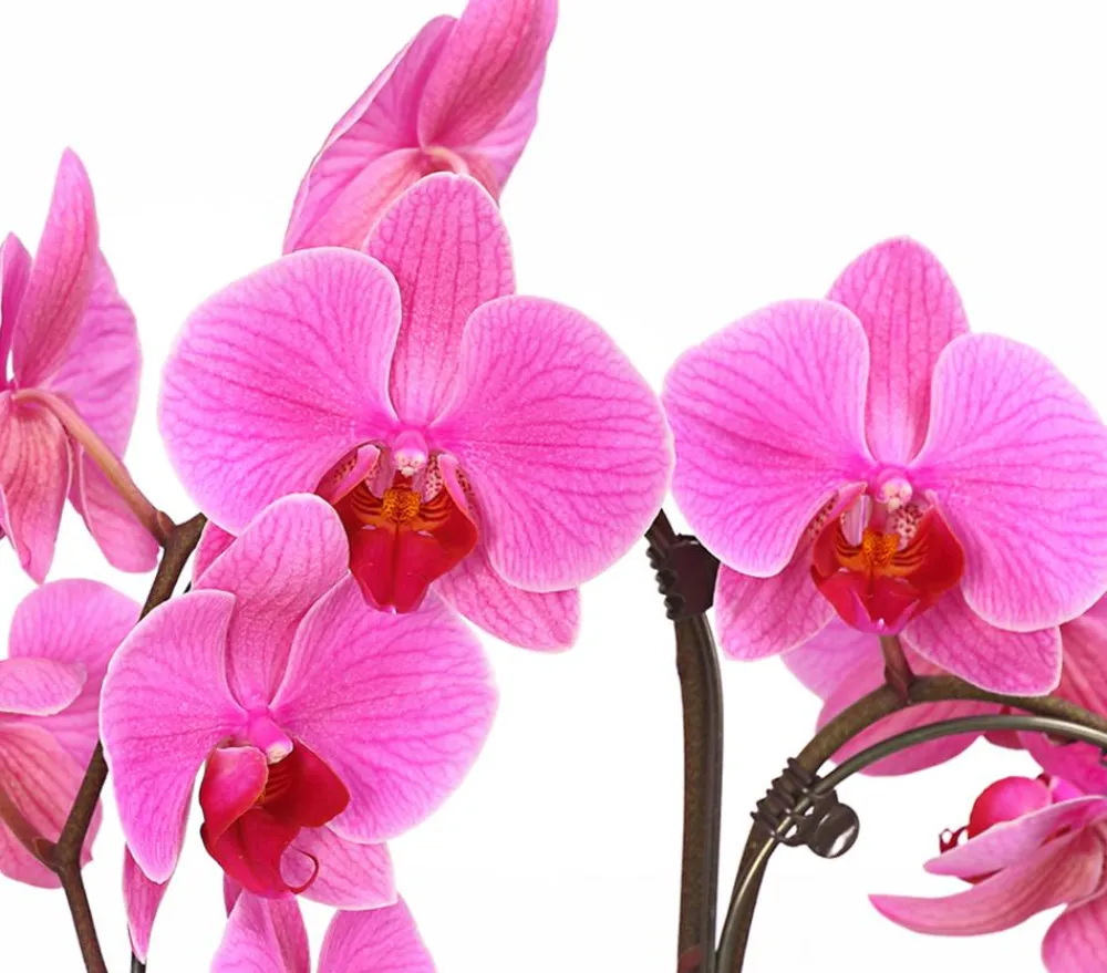 Dehner Schmetterlingsorchidee - Phalaenopsis cultivars 'Umbrella', verschiedene Sorten Sale