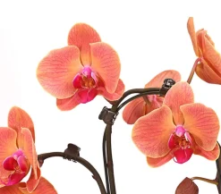 Dehner Schmetterlingsorchidee - Phalaenopsis cultivars 'Umbrella', verschiedene Sorten Sale
