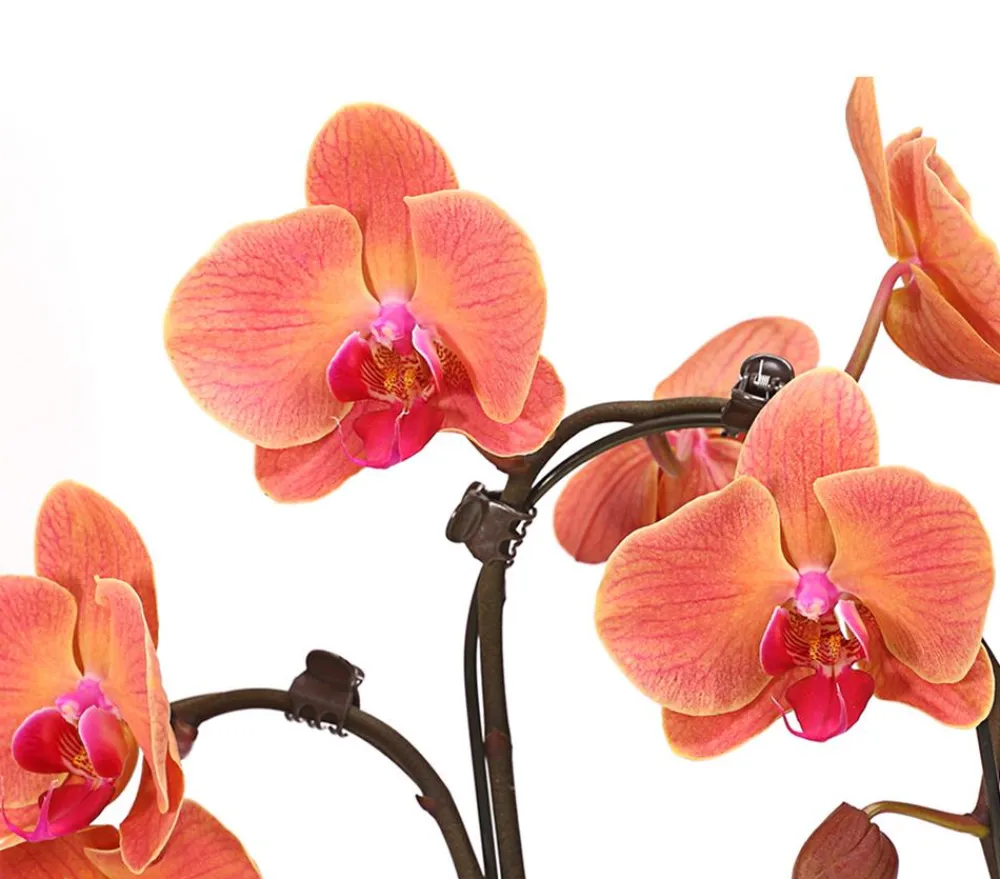 Dehner Schmetterlingsorchidee - Phalaenopsis cultivars 'Umbrella', verschiedene Sorten Sale