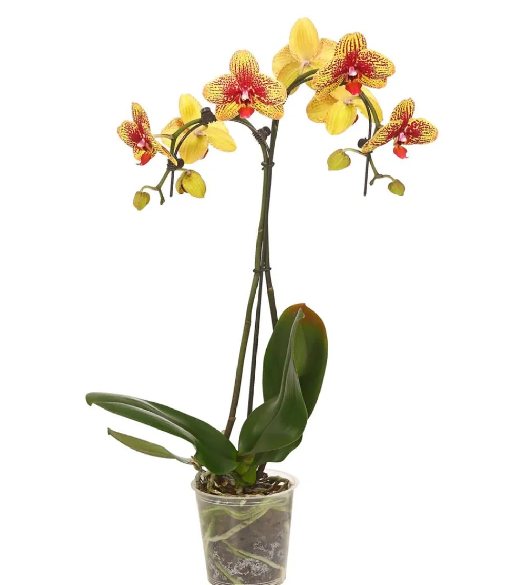 Dehner Schmetterlingsorchidee - Phalaenopsis cultivars 'Umbrella', verschiedene Sorten Sale
