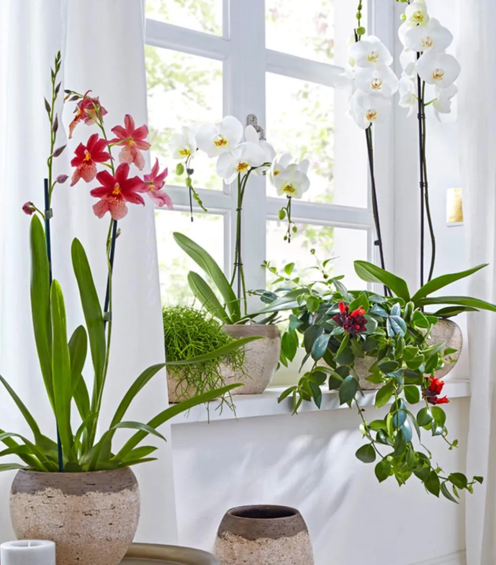 Dehner Schmetterlingsorchidee - Phalaenopsis cultivars 'Umbrella', verschiedene Sorten Sale