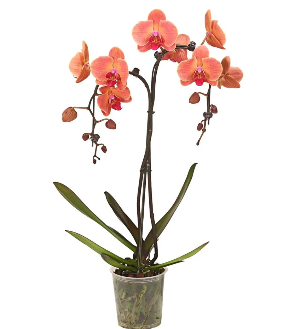 Dehner Schmetterlingsorchidee - Phalaenopsis cultivars 'Umbrella', verschiedene Sorten Sale
