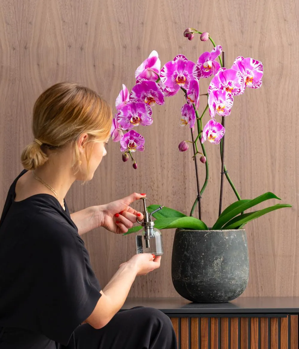 Dehner Orchideen - Schmetterlingsorchidee - Phalaenopsis cultivars 'Victorio' Pink