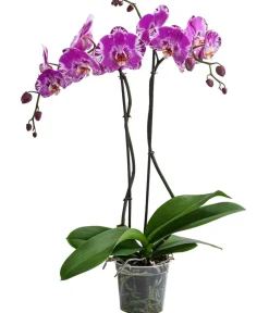 Dehner Orchideen - Schmetterlingsorchidee - Phalaenopsis cultivars 'Victorio' Pink