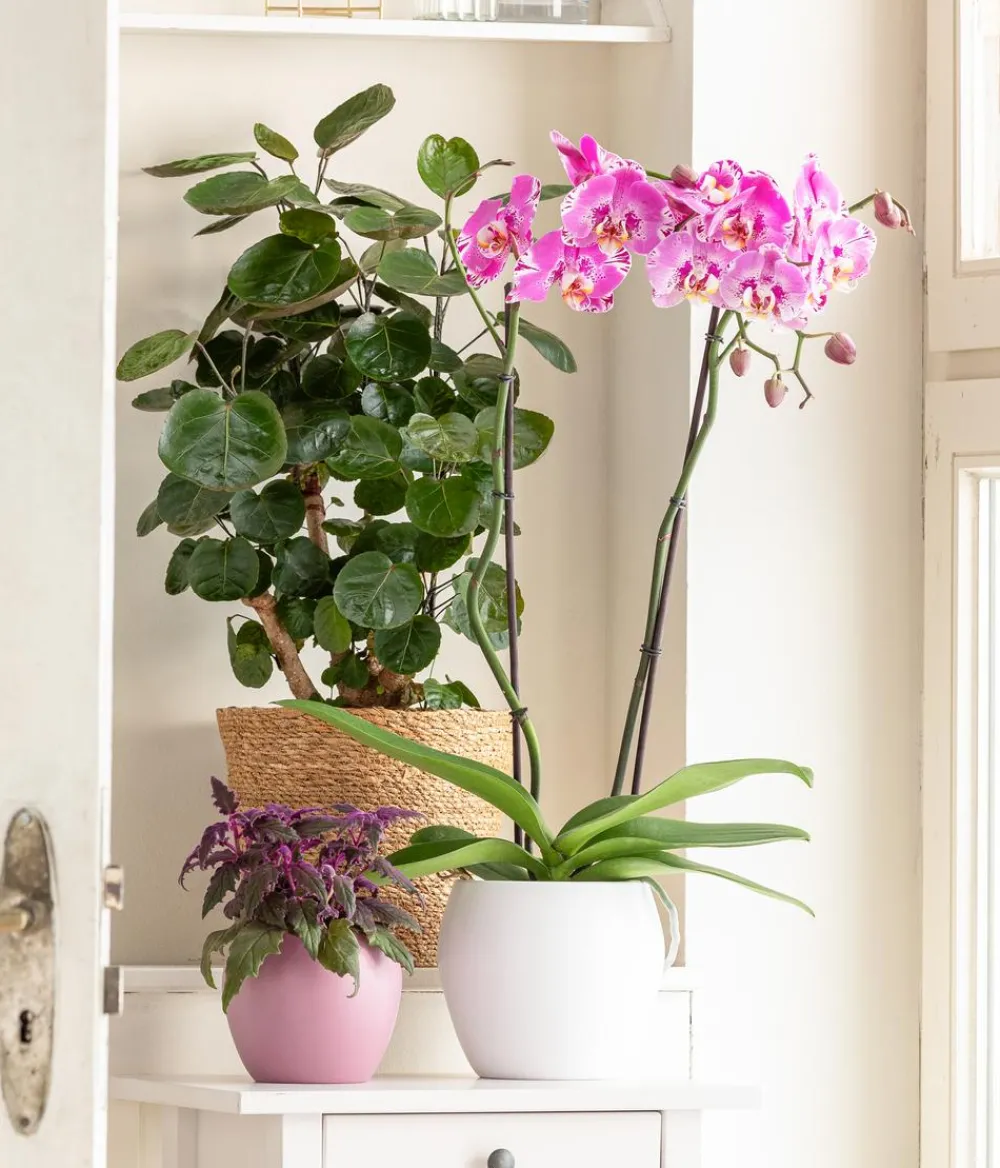 Dehner Orchideen - Schmetterlingsorchidee - Phalaenopsis cultivars 'Victorio' Pink
