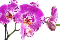 Dehner Orchideen - Schmetterlingsorchidee - Phalaenopsis cultivars 'Victorio' Pink