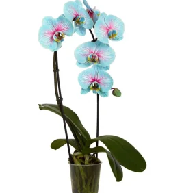Dehner Schmetterlingsorchidee - Phalaenopsis Cultivars 'Blue Wonder', Kaskade Discount