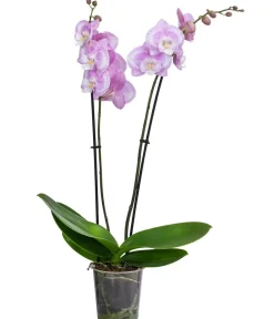 Dehner Schmetterlingsorchidee - Phalaenopsis cultivars 'Aladdin Kisz' Best