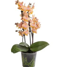 Dehner Orchideen - Schmetterlingsorchidee - Phalaenopsis cultivars 'Horizon'