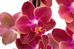 Dehner Schmetterlingsorchidee - Phalaenopsis cultivars, verschiedene Farben Bunt Hot