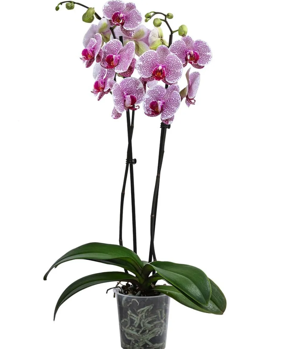 Dehner Schmetterlingsorchidee - Phalaenopsis cultivars 'Pandora' Outlet