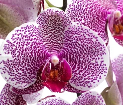 Dehner Schmetterlingsorchidee - Phalaenopsis cultivars 'Pandora' Outlet