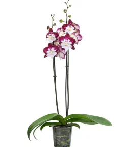 Dehner Schmetterlingsorchidee - Phalaenopsis cultivars 'Tinkerbell' Clearance