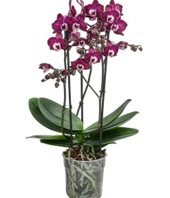 Dehner Orchideen - Schmetterlingsorchidee - Phalaenopsis cultivars 'Yuka'