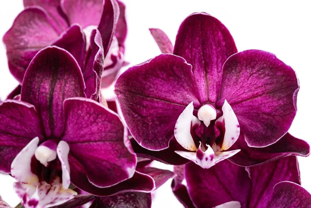 Dehner Orchideen - Schmetterlingsorchidee - Phalaenopsis cultivars 'Yuka'