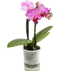 Dehner Orchideen - Schmetterlingsorchidee - Phalaenopsis 'Aqua Orchids®', verschiedene Farben