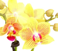 Dehner Orchideen - Schmetterlingsorchidee - Phalaenopsis 'Aqua Orchids®', verschiedene Farben