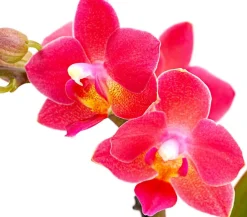 Dehner Orchideen - Schmetterlingsorchidee - Phalaenopsis 'Aqua Orchids®', verschiedene Farben