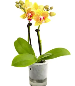 Dehner Orchideen - Schmetterlingsorchidee - Phalaenopsis 'Aqua Orchids®', verschiedene Farben