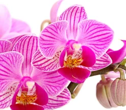 Dehner Orchideen - Schmetterlingsorchidee - Phalaenopsis 'Aqua Orchids®', verschiedene Farben
