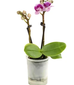 Dehner Orchideen - Schmetterlingsorchidee - Phalaenopsis 'Aqua Orchids®', verschiedene Farben