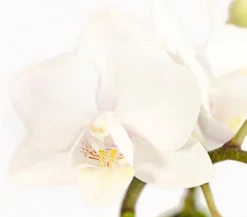 Dehner Orchideen - Schmetterlingsorchidee - Phalaenopsis 'Aqua Orchids®', verschiedene Farben
