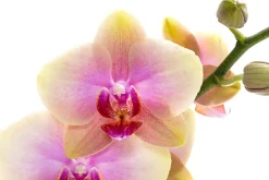 Dehner Orchideen - Schmetterlingsorchidee - Phalaenopsis cultivars 'Avatar'