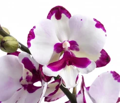 Dehner Orchideen - Schmetterlingsorchidee - Phalaenopsis cultivars 'King Car Dalmatian'