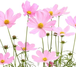 Dehner Sommerblumen > Schmuckkörbchen, verschiedene Farben, 6er Schale