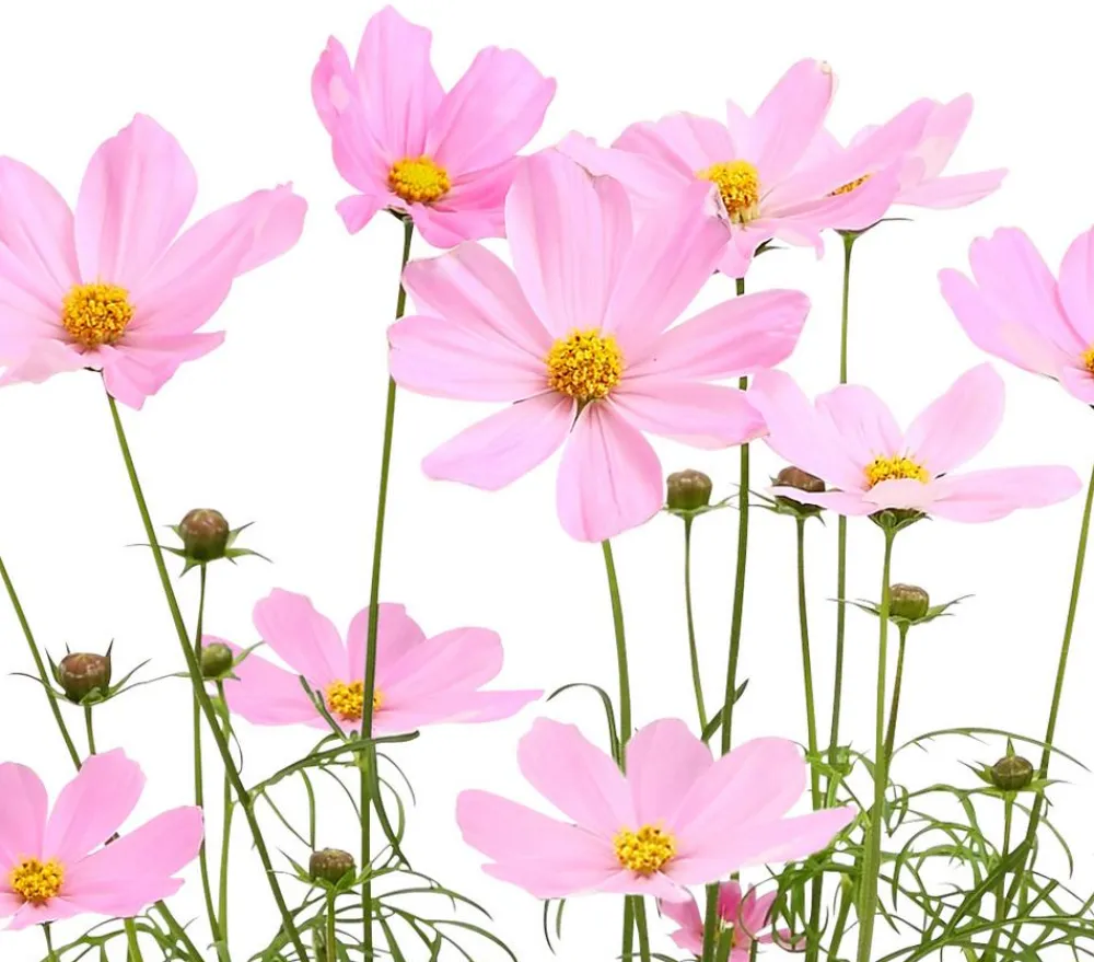 Dehner Sommerblumen > Schmuckkörbchen, verschiedene Farben, 6er Schale