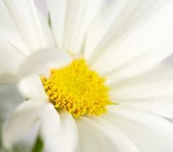 Dehner Sommerblumen > Schmuckkörbchen, verschiedene Farben, 6er Schale