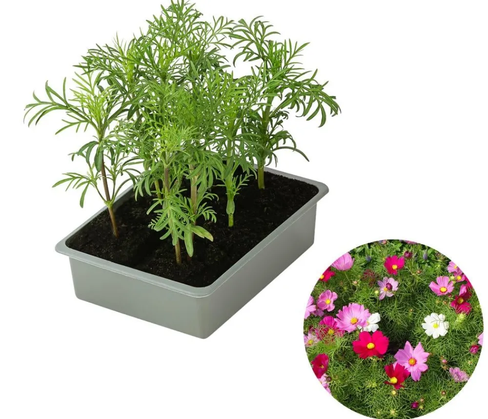 Dehner Sommerblumen > Schmuckkörbchen, verschiedene Farben, 6er Schale