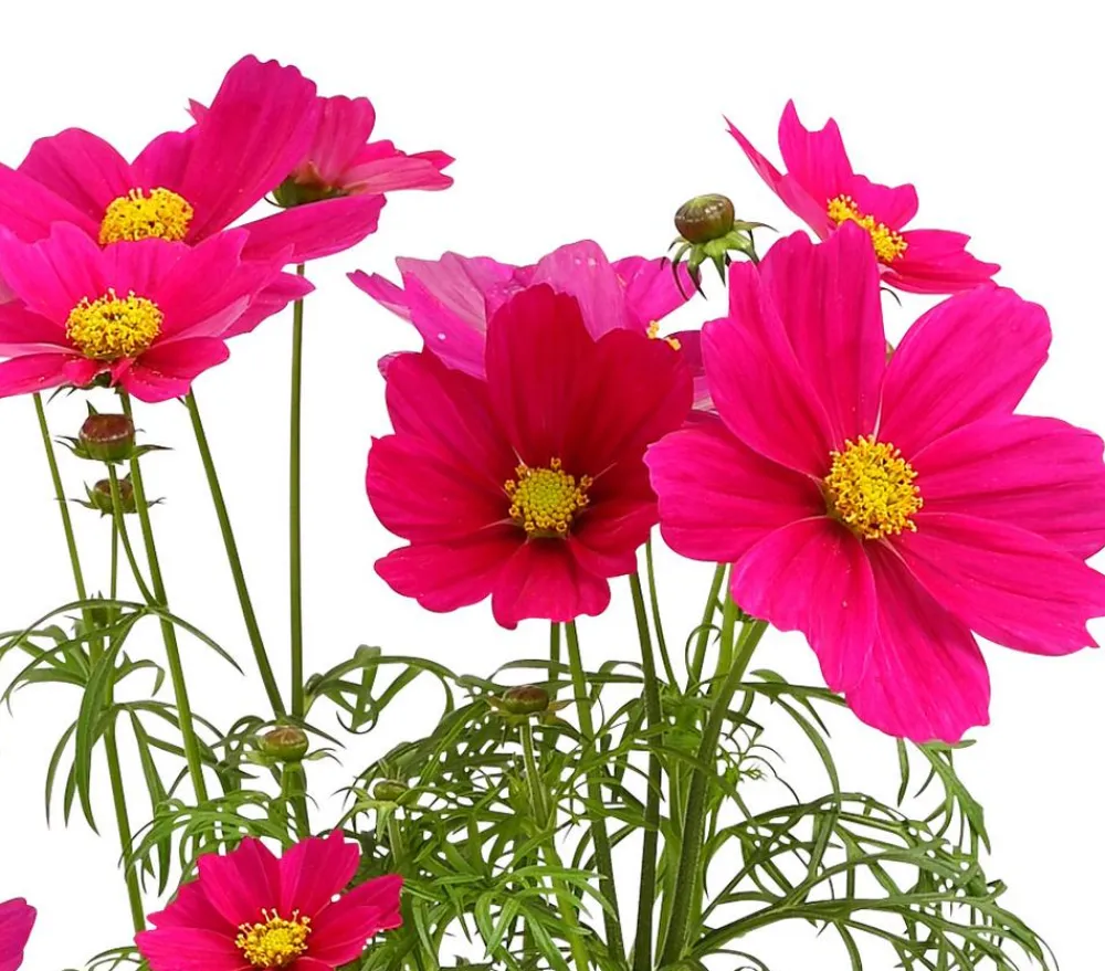 Dehner Sommerblumen > Schmuckkörbchen, verschiedene Farben, 6er Schale