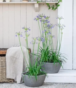 Dehner Terrassenpflanzen - Schmucklilie Weiß