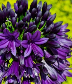 Dehner Terrassenpflanzen > Schmucklilie 'Black Jack', Landlust Kollektion