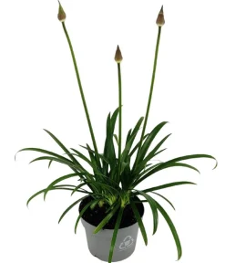 Dehner Schmucklilie 'Ever Sapphire', Landlust Kollektion Hot