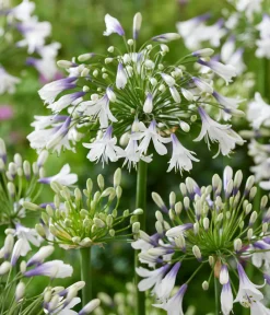 Dehner Terrassenpflanzen - Schmucklilie 'Fireworks', Landlust Kollektion