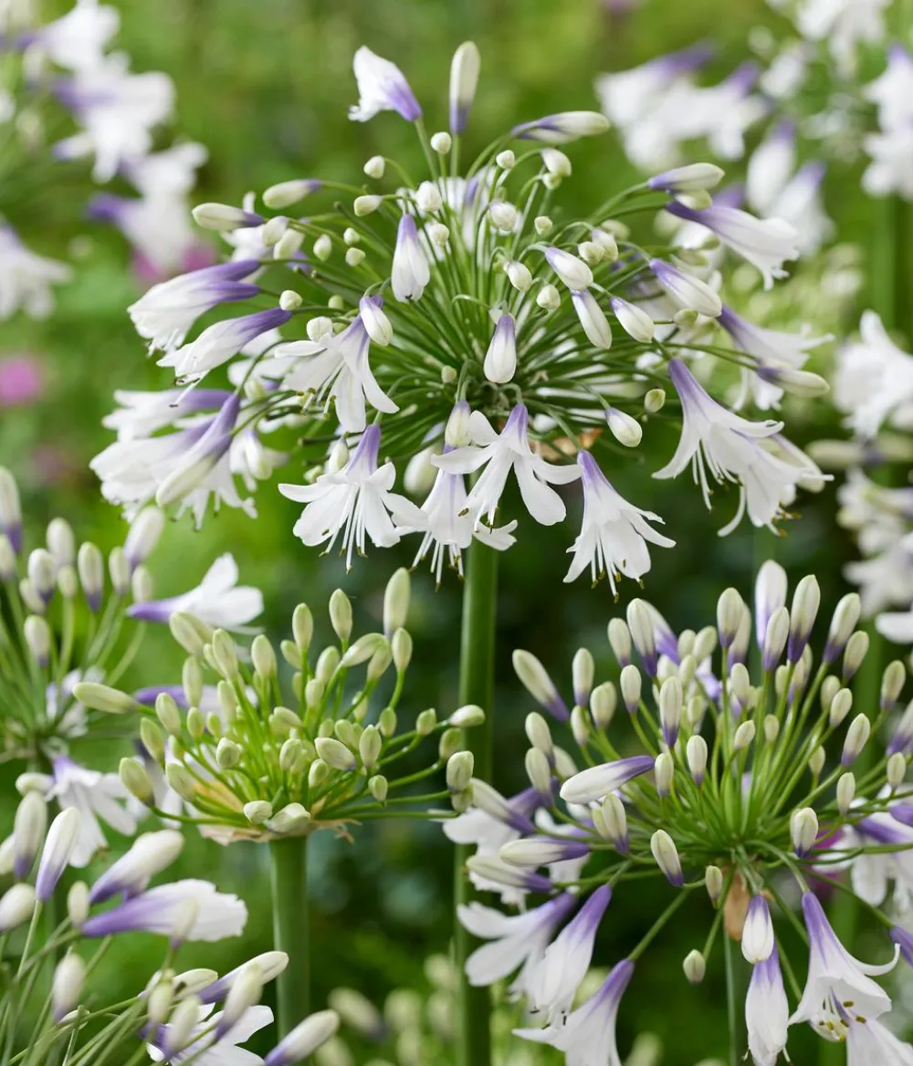 Dehner Terrassenpflanzen - Schmucklilie 'Fireworks', Landlust Kollektion