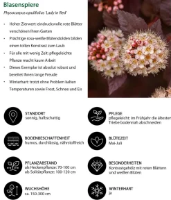 Dehner Laubgehölze|Blühende Sträucher > Schneeball-Blasenspiere Lady in Red