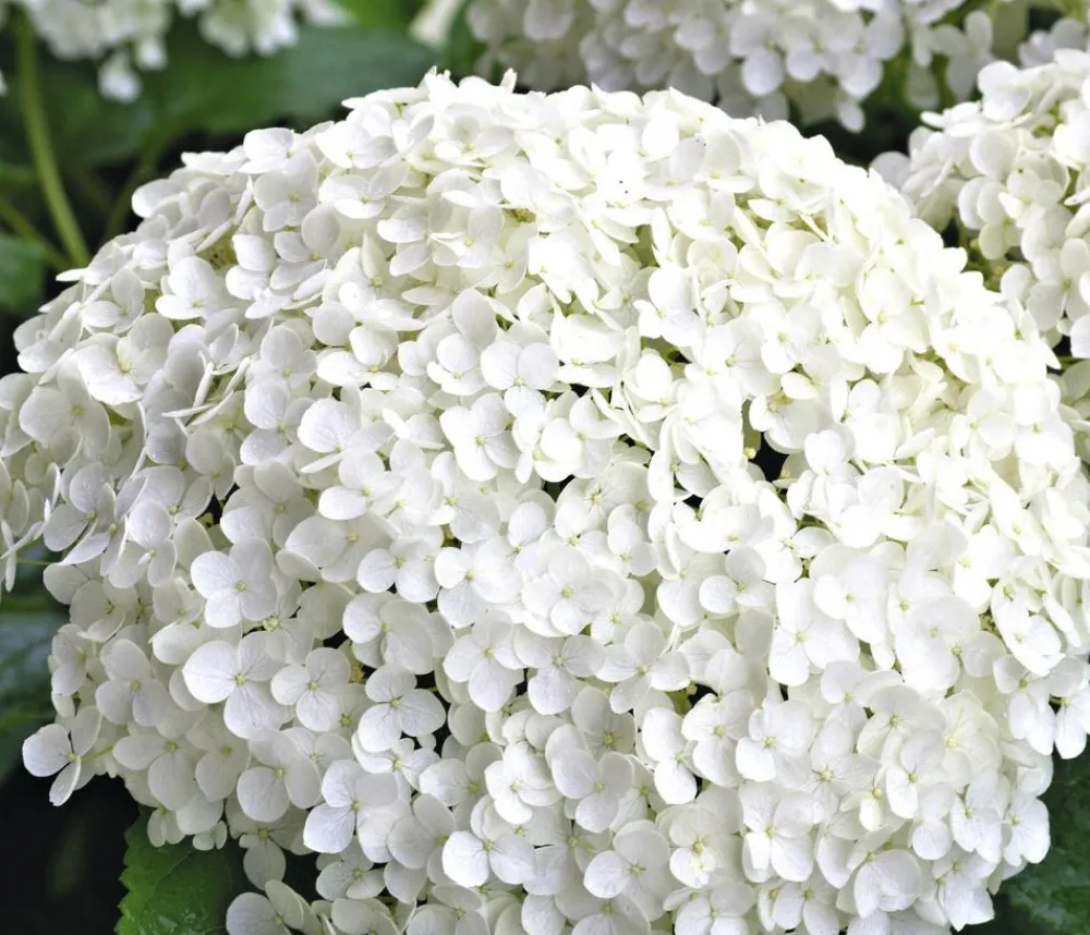 Dehner Schneeball-Hortensie 'Annabelle®' Weiß Online