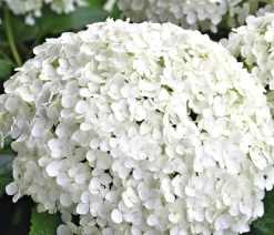 Dehner Winterharte Kübelpflanzen|Hortensien - Schneeball-Hortensie 'Annabelle®' Weiß