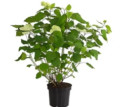 Dehner Winterharte Kübelpflanzen|Hortensien - Schneeball-Hortensie 'Annabelle®' Weiß